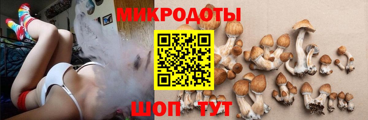 Галлюциногенные грибы Psilocybine cubensis Шебекино